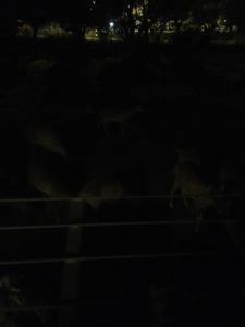 夜の動物園、そして、希少な動物との触れ合いを堪能。伊豆アニマルキングダムに行ってきました。